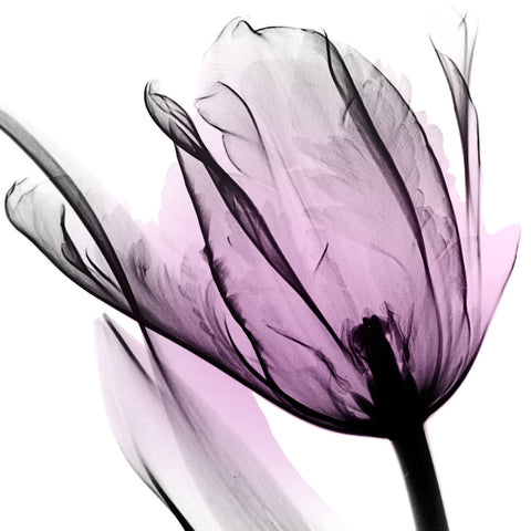 Illuminated Tulip - Wall Art - By Albert Koetsier- Gallery Art Company