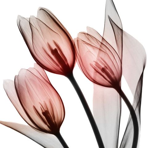 Splendid Tulips - Wall Art - By Albert Koetsier- Gallery Art Company