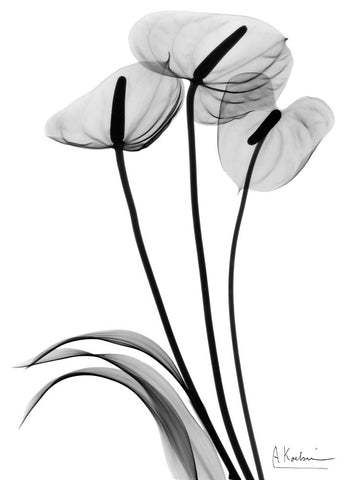 Anthurium - Wall Art - By Albert Koetsier- Gallery Art Company