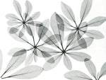 Scheffleur - Wall Art - By Albert Koetsier- Gallery Art Company
