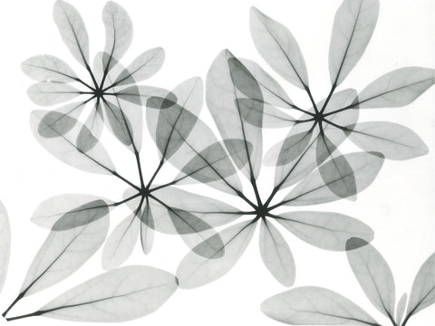 Scheffleur - Wall Art - By Albert Koetsier- Gallery Art Company