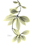 Hoya Carnosa - Wall Art - By Albert Koetsier- Gallery Art Company