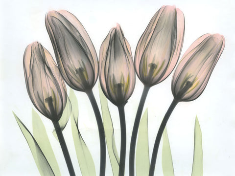 Tulips 2 - Wall Art - By Albert Koetsier- Gallery Art Company