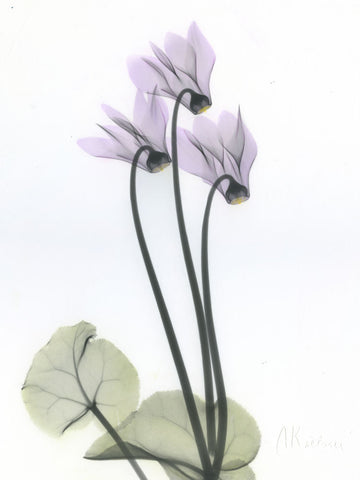 Cyclamen - Wall Art - By Albert Koetsier- Gallery Art Company