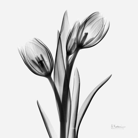 Tulips - Wall Art - By Albert Koetsier- Gallery Art Company