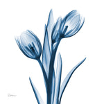 Tulips Indigo 1 - Wall Art - By Albert Koetsier- Gallery Art Company