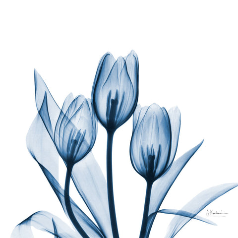 Tulips Indigo 2 - Wall Art - By Albert Koetsier- Gallery Art Company