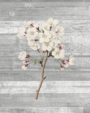 Cherry Blossom 1 - Wall Art - By Kimberly Allen- Gallery Art Company
