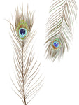 Peacock Love 2 - Wall Art - By Boho Hue Studio- Gallery Art Company