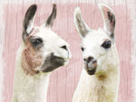 Llama Love - Wall Art - By Marcus Prime- Gallery Art Company