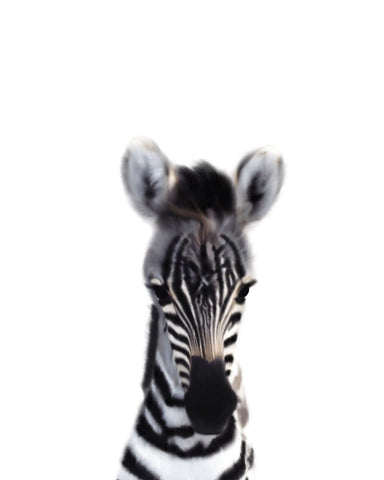 Baby Zebra - Wall Art - By Leah Straatsma- Gallery Art Company