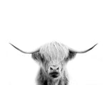 Scottish Cow - Wall Art - By Leah Straatsma- Gallery Art Company