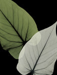 Philodendron Embrace - Wall Art - By Albert Koetsier- Gallery Art Company