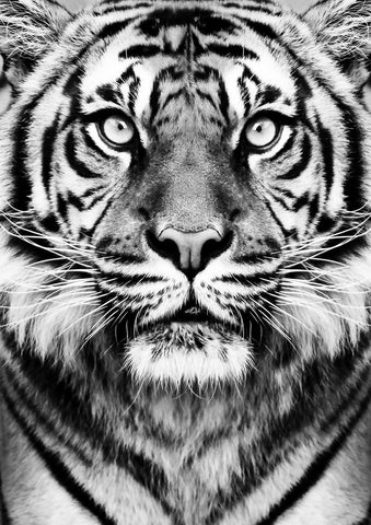 Tiger - Wall Art - By SISI & SEB ART- Gallery Art Company