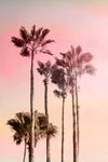 Pink Sunset 1 - Wall Art - By Kimberly Allen- Gallery Art Company