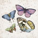 Butterfly Flight 1 - Wall Art - By Kimberly Allen- Gallery Art Company