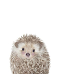 HEDGEHOG - Wall Art - By Leah Straatsma- Gallery Art Company