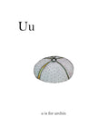 U is for Urchin - Wall Art - By Leah Straatsma- Gallery Art Company