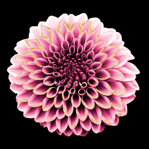 Dahlia Embrace 1 - Wall Art - By Marcus Prime- Gallery Art Company