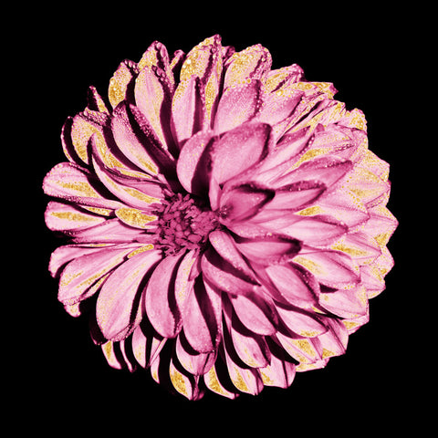 Dahlia Embrace 2 - Wall Art - By Marcus Prime- Gallery Art Company