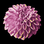 Dahlia Embrace 3 - Wall Art - By Marcus Prime- Gallery Art Company