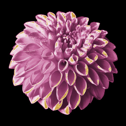 Dahlia Embrace 3 - Wall Art - By Marcus Prime- Gallery Art Company