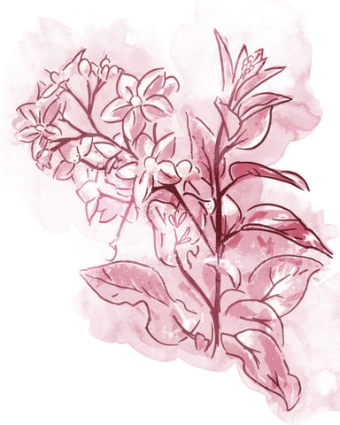 Water Inked Florals Blush - Wall Art - By Onrei- Gallery Art Company