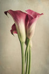 Calla Lily Pink - Wall Art - By Dianne Poinski- Gallery Art Company