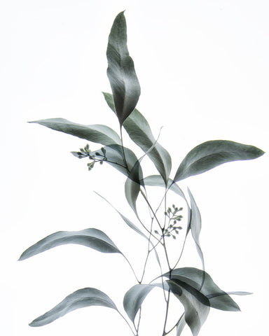 Gentle Botanical 2 - Wall Art - By Dianne Poinski- Gallery Art Company