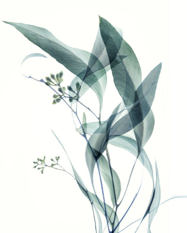 Gentle Botanical 4 - Wall Art - By Dianne Poinski- Gallery Art Company