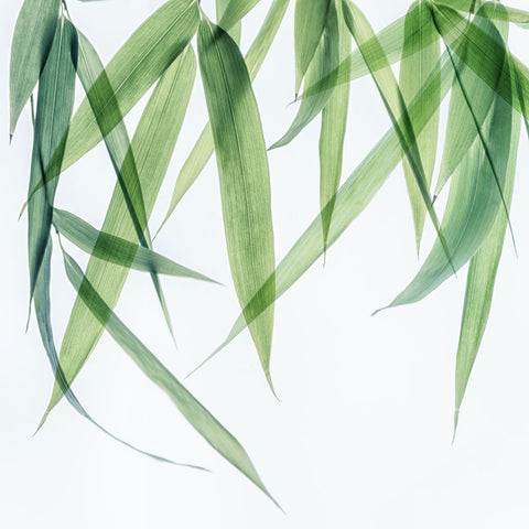 Swaying Bamboo 1 - Wall Art - By Dianne Poinski- Gallery Art Company