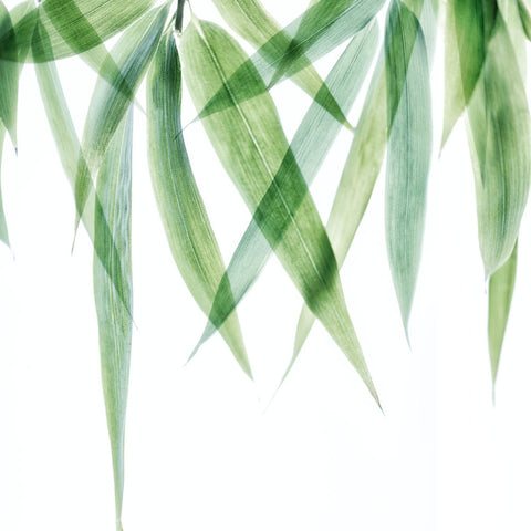Swaying Bamboo 2 - Wall Art - By Dianne Poinski- Gallery Art Company