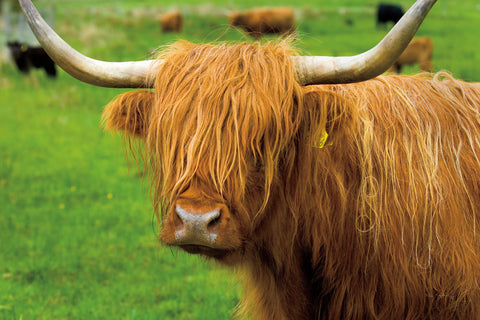 Scottish Highland Cattle I - Wall Art - By Alan Majchrowicz- Gallery Art Company