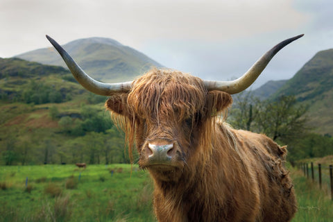 Scottish Highland Cattle II - Wall Art - By Alan Majchrowicz- Gallery Art Company