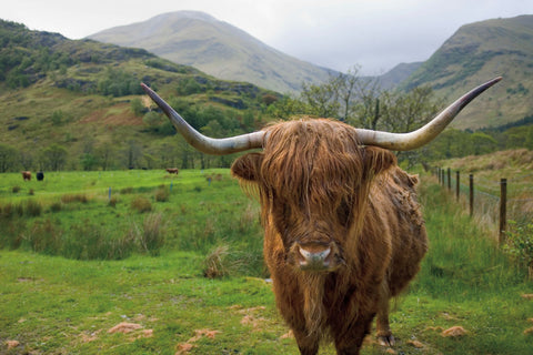 Scottish Highland Cattle III - Wall Art - By Alan Majchrowicz- Gallery Art Company