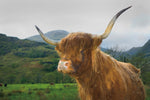 Scottish Highland Cattle V - Wall Art - By Alan Majchrowicz- Gallery Art Company