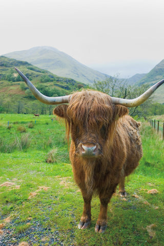 Scottish Highland Cattle VI - Wall Art - By Alan Majchrowicz- Gallery Art Company