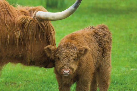 Scottish Highland Cattle VII - Wall Art - By Alan Majchrowicz- Gallery Art Company