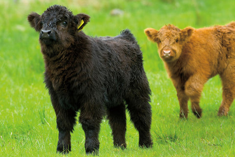 Scottish Highland Cattle VIII - Wall Art - By Alan Majchrowicz- Gallery Art Company