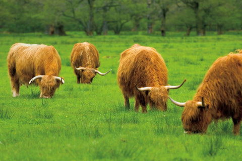 Scottish Highland Cattle IX - Wall Art - By Alan Majchrowicz- Gallery Art Company