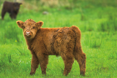 Scottish Highland Cattle X - Wall Art - By Alan Majchrowicz- Gallery Art Company
