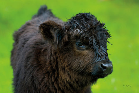 Scottish Highland Cattle XI - Wall Art - By Alan Majchrowicz- Gallery Art Company