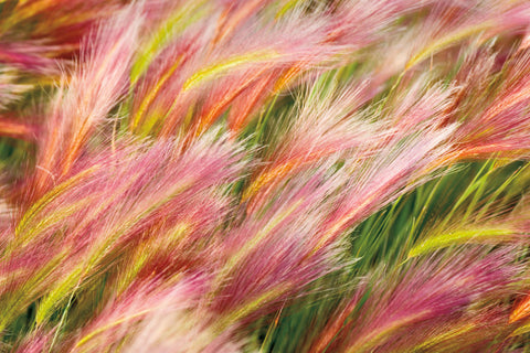 Foxtail Barley I - Wall Art - By Alan Majchrowicz- Gallery Art Company