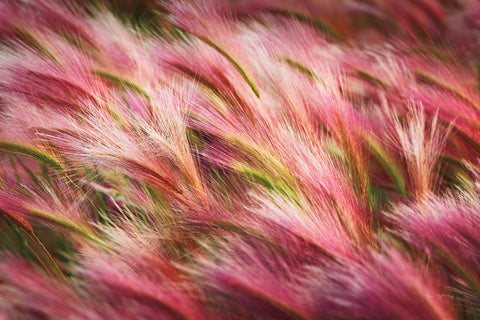 Foxtail Barley II - Wall Art - By Alan Majchrowicz- Gallery Art Company
