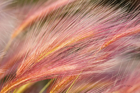 Foxtail Barley III - Wall Art - By Alan Majchrowicz- Gallery Art Company