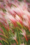 Foxtail Barley V - Wall Art - By Alan Majchrowicz- Gallery Art Company