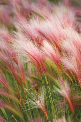 Foxtail Barley V - Wall Art - By Alan Majchrowicz- Gallery Art Company