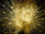 Golden Peacock - Wall Art - By Sheldon Lewis- Gallery Art Company