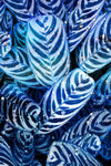 Midnight Palm Leaves 2 - Wall Art - By Kimberly Allen- Gallery Art Company