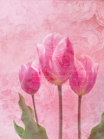 Tulip Love 1 - Wall Art - By Sheldon Lewis- Gallery Art Company